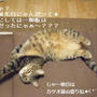 【動画】トラ吉君の前世はワンコ？