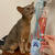 ハマスタのエキサイティングシート、エキサイトできず( ߹꒳߹ ) けど、猫のオモチャをいただいた♪