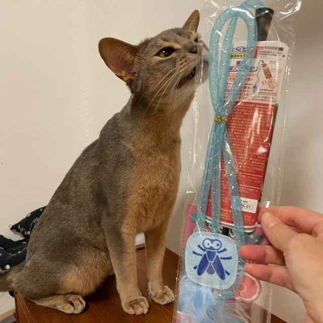 ハマスタのエキサイティングシート、エキサイトできず( ߹꒳߹ ) けど、猫のオモチャをいただいた♪