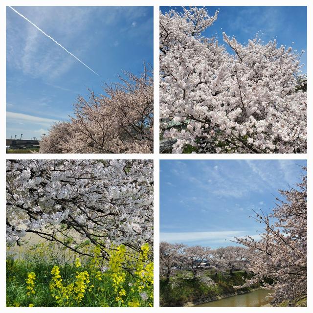 桜が満開＆”焼き鮭定食”な晩ごはん