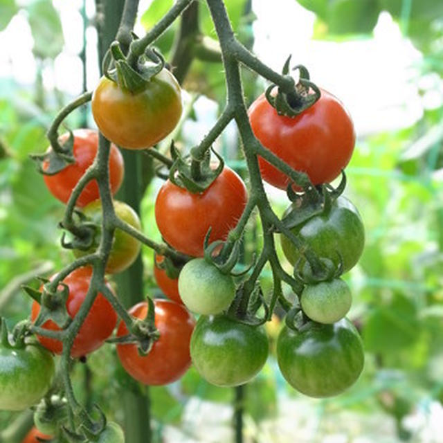 ミニトマト栽培☆苗の植え付け方法☆注意ポイント 