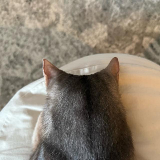 ごめん寝してる時の耳がかわいい