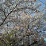 近所の桜
