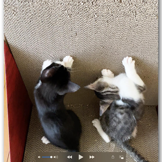本日の仔猫ちゃん１８ 〜動画付き〜