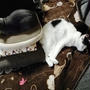 【小梅・さくら・桃之介通信】くっついているようでくっついてない... / チーバくんこんにちは♪