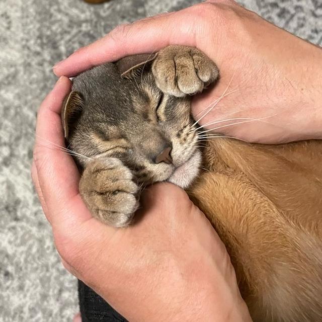 パパっ子、わか坊