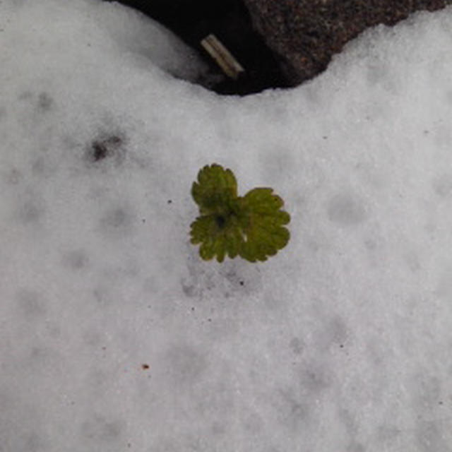 春の雪と