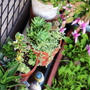 多肉植物寄せ植え（1か月半成長）Before→After