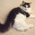 2022年6月2日　生まれのブルーの子猫たち