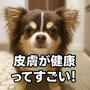 皮膚が健康な犬は強い！ヨーグルト事件で実感したこと