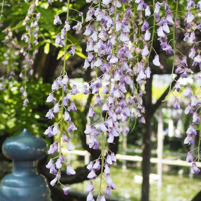 GWの朝活はお花見♪藤まつりとつつじまつり