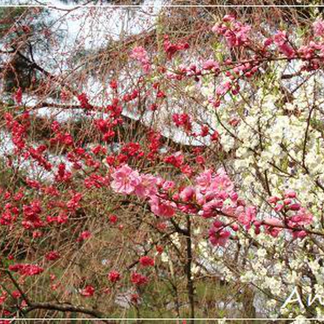 ☆2012 春の京都⑤：京都御所☆