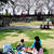 お花見2012！三段重で。