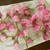 今年も、桜の花の塩漬けを作りました！！