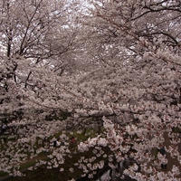 2013年　千本桜でお花見♪