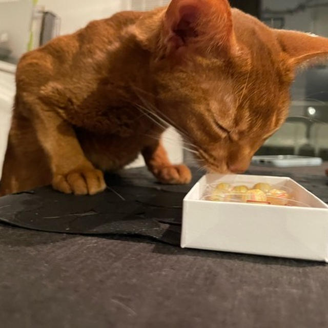 食後のお茶と猫タイム