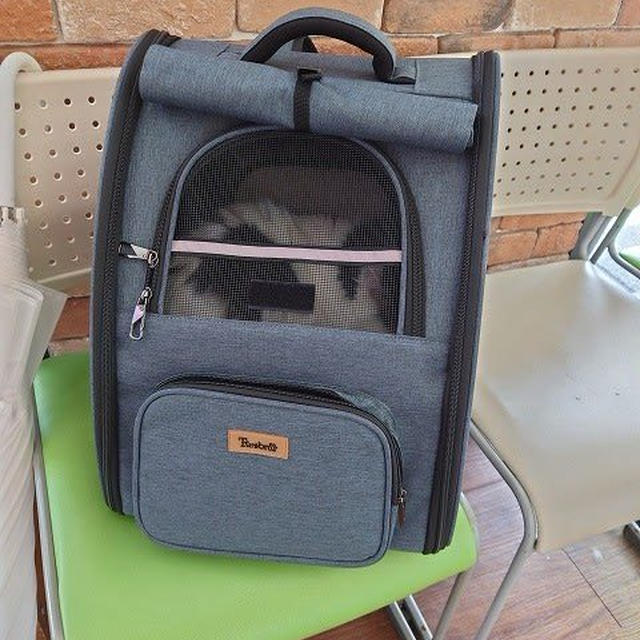 世界猫の日に…（World Cat Day）