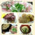 鰤しゃぶ