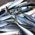 青魚であり赤身魚の鰆の旬は春！でも冬の方が脂が乗っています。美味しく食べるための保存方法をご紹介します。