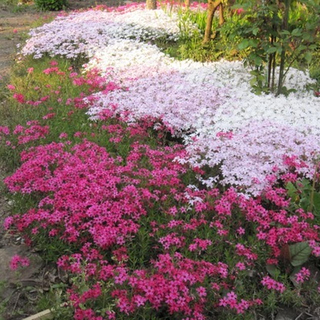 初夏の庭は花盛り