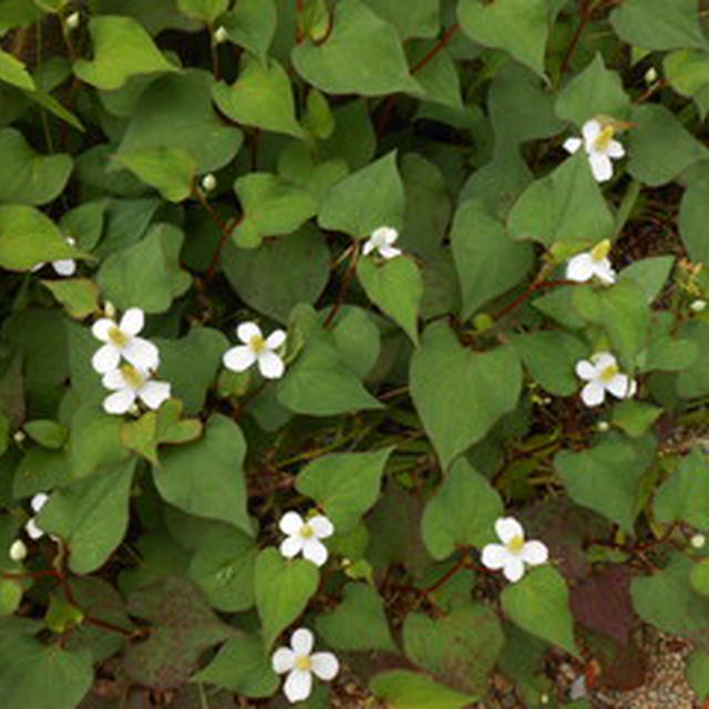 庭の花と実山椒の保存の仕方