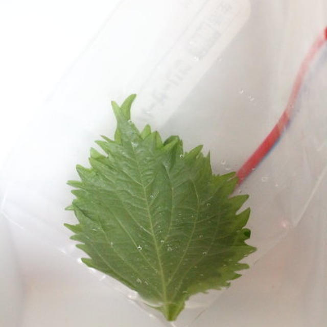 大葉が長持ちする保存方法　／冷蔵庫のお掃除