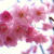 ２０１１・新潟県新発田市桜祭りと「越後鍋」♪
