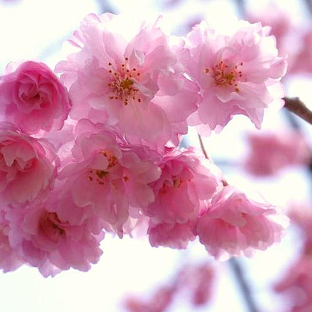 ２０１１・新潟県新発田市桜祭りと「越後鍋」♪