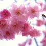 ２０１１・新潟県新発田市桜祭りと「越後鍋」♪