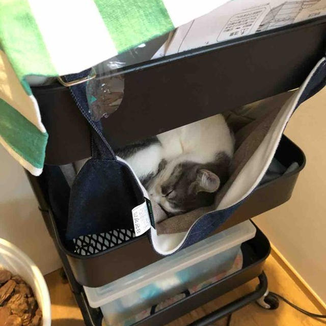 ねこはどこで丸くなる　9カ月になりました