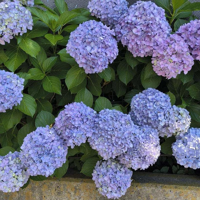 暑いですね〜今日はデイケア