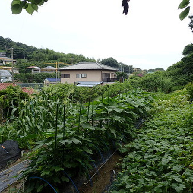 葉山のほほん農園（8月上旬）☆トマトの保存レシピ集