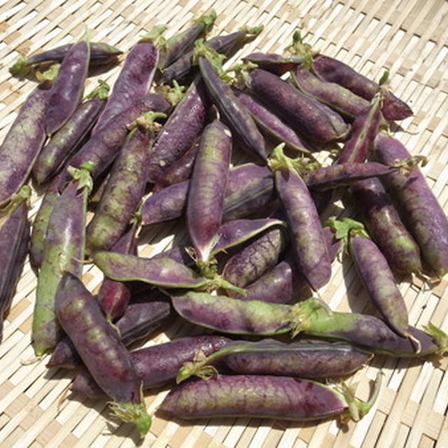 紫エンドウ豆 ツタンカーメン の育て方 収穫時期 By 根岸農園さん レシピブログ 料理ブログのレシピ満載