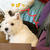 しらんぷりなふりの犬