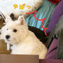 しらんぷりなふりの犬