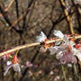 名残の寒桜を見に城峯公園へ お昼はお花見しながら群馬名物かつ丼とお寿司
