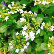 もうすぐ紫陽花の季節
