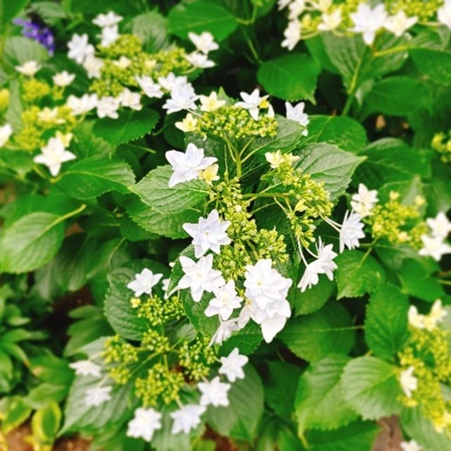 もうすぐ紫陽花の季節