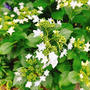 もうすぐ紫陽花の季節