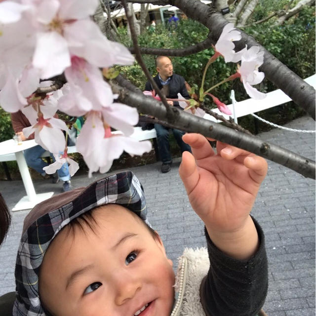 お花見