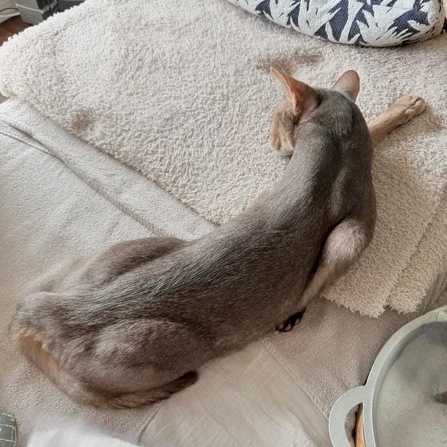 ごめん寝から独特な寝相へトランスフォームする猫ちゃん
