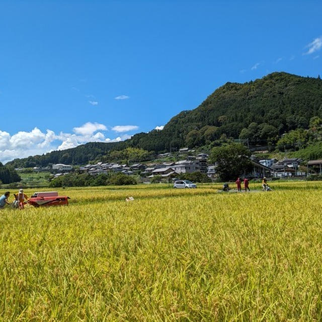友達の実家で稲刈り体験！