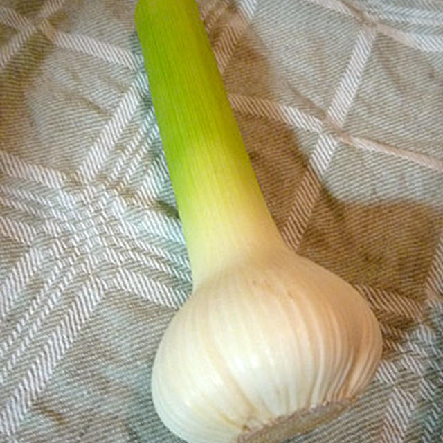 ご馳走新にんにく