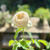 W A B A R A Rose Farm kiji しらたま   