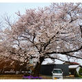 見るサクラ、食べる桜。