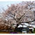 見るサクラ、食べる桜。