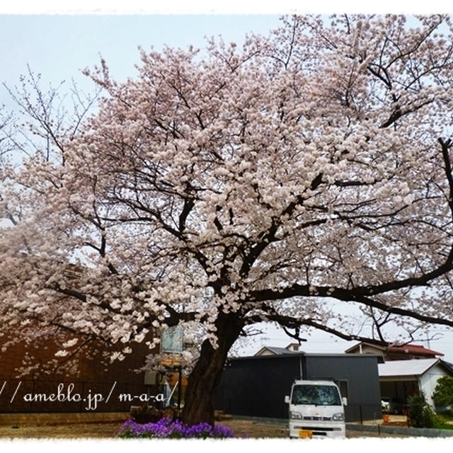 見るサクラ、食べる桜。