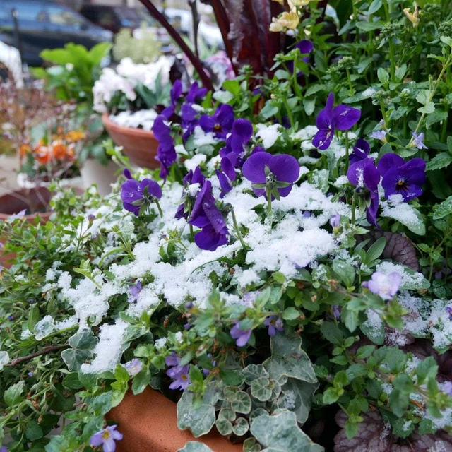 この冬最初の雪#最近撮った写真は
