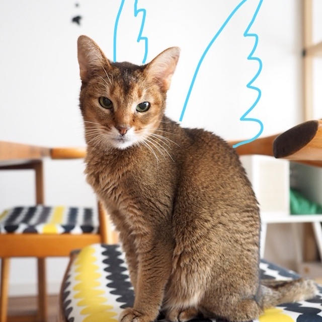 ちび子は、お空へいきました