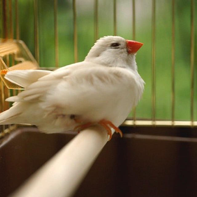 大腿骨骨折か？／錦華鳥のぴーこちゃん病院に走る。